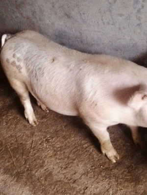 Porc tânăr,de 80 kg 