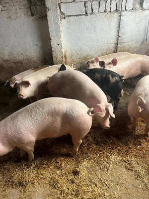 Vand porci romanesti de calitate!