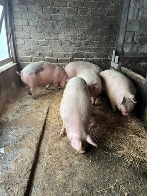 Vand porci romanesti de calitate! - imagine 3