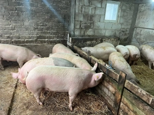 Vand porci romanesti de calitate! - imagine 4