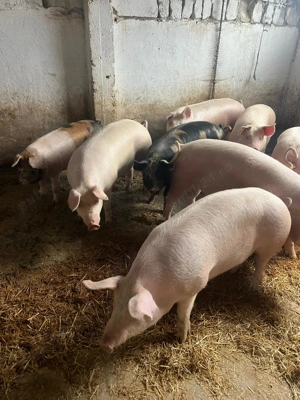 Vand porci romanesti de calitate! - imagine 2