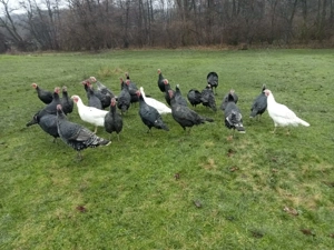 Curci și curcani - imagine 2