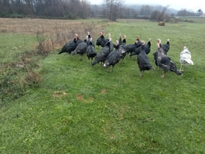 Curci și curcani - imagine 4