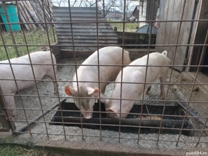 Vand porc crescut la tara - imagine 4