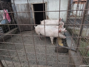 Vand porc crescut la tara - imagine 3