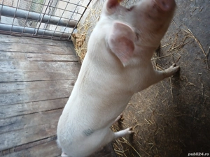 De vanzare - imagine 2