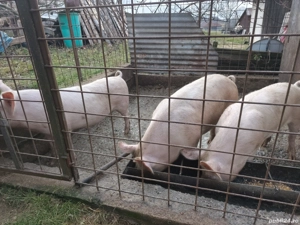 Vand porc crescut la tara - imagine 5