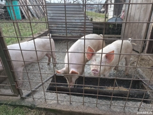 Vand porc crescut la tara - imagine 2