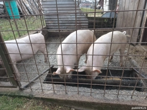 Vand porc crescut la tara