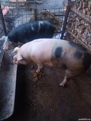 Porci din primăvară de vânzare