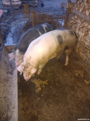 Porci din primăvară de vânzare - imagine 2