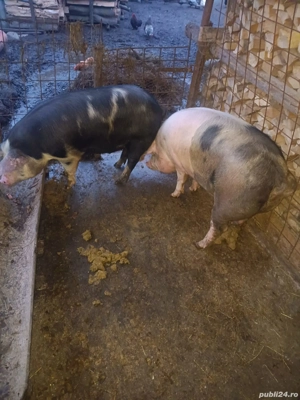 Porci din primăvară de vânzare - imagine 3