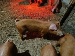 Vând purcei duroc  - imagine 3