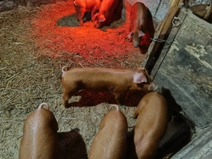 Vând purcei duroc  - imagine 2