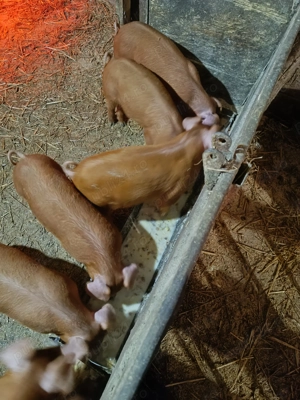 Vând purcei duroc  - imagine 4