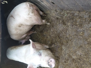 Vand 2 porci crescuti cu porumb  - imagine 2