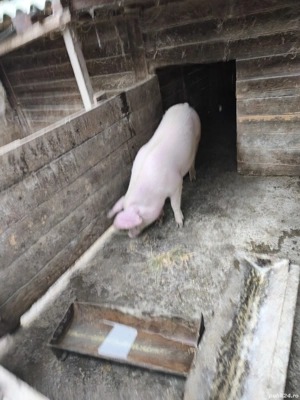 Vand porc tanar de carne pt sacrificat