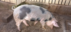 vind porc  - imagine 2