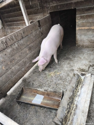 Vand porc tanar de carne pt sacrificat - imagine 2