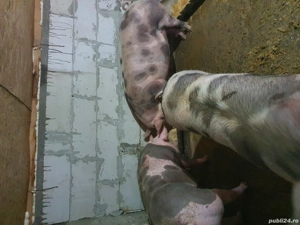 vând porci schitu Giurgiu  - imagine 2