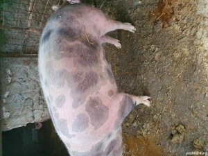 vând porci schitu Giurgiu  - imagine 4