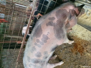 vând porci schitu Giurgiu  - imagine 5