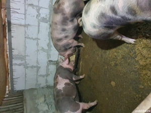 vând porci schitu Giurgiu 