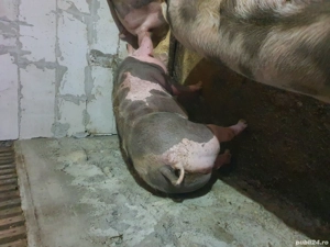 vând porci schitu Giurgiu  - imagine 3