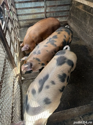 porti de vanzare  - imagine 4