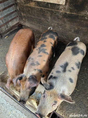 porti de vanzare  - imagine 2