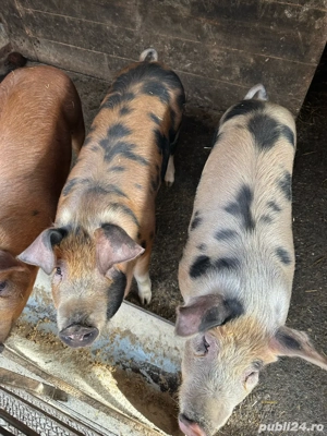 porti de vanzare  - imagine 3