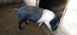 vind porc  - imagine 2