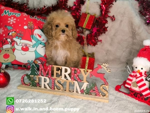 Vand fetita Maltipoo f1 minitoy