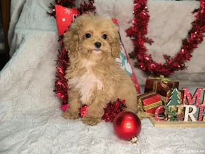 Vand fetita Maltipoo f1 minitoy - imagine 4