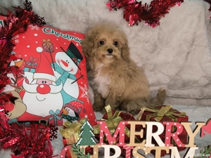 Vand fetita Maltipoo f1 minitoy - imagine 3