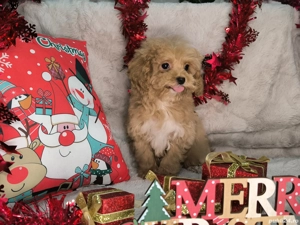 Vand fetita Maltipoo f1 minitoy - imagine 2