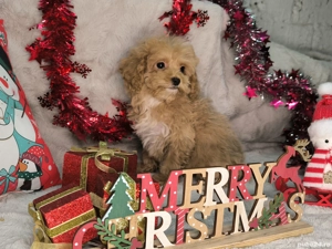Vand fetita Maltipoo f1 minitoy - imagine 5