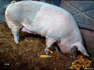 Porcii de vânzare  - imagine 5