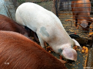 Porcii de vânzare  - imagine 2