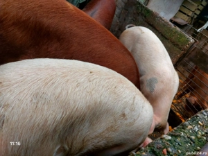 Porcii de vânzare  - imagine 3