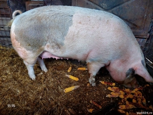 Porcii de vânzare  - imagine 4