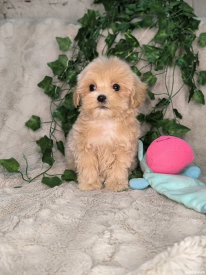 Vand baietel Maltipoo minitoy - imagine 4