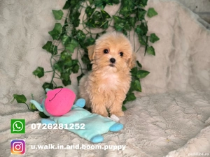 Vand baietel Maltipoo minitoy