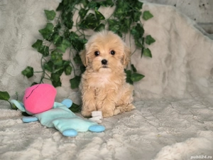 Vand baietel Maltipoo minitoy - imagine 5