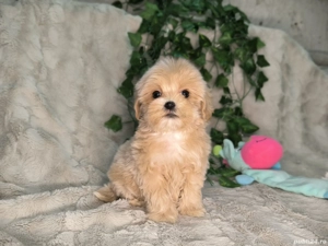 Vand baietel Maltipoo minitoy - imagine 2