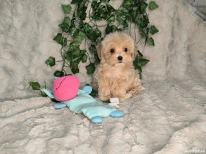 Vand baietel Maltipoo minitoy - imagine 3