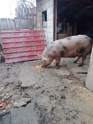 Porci de vânzare 