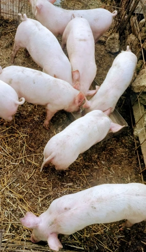 Purcei de carne, Landrace