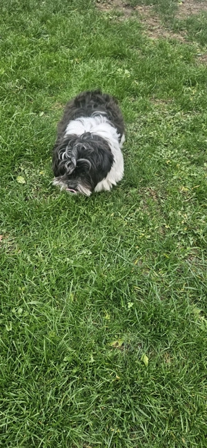 Bichon Havanez mascul 9 luni - imagine 3