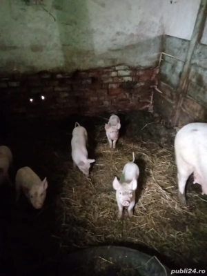 Scroafa cu purcei - imagine 2